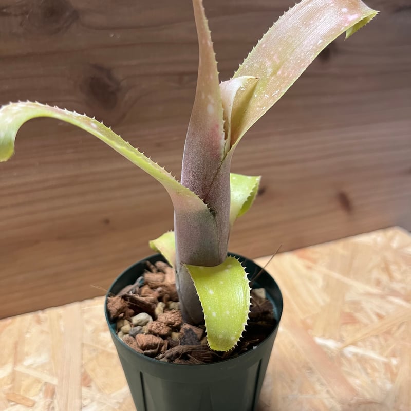 ビルベルギア オバケ | GREEN LUCK