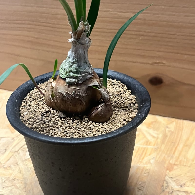 キルタンサス スピラリス えんげい⭐︎どーらく | 🟠 Cyrtanthus spiralis (キルタンサス