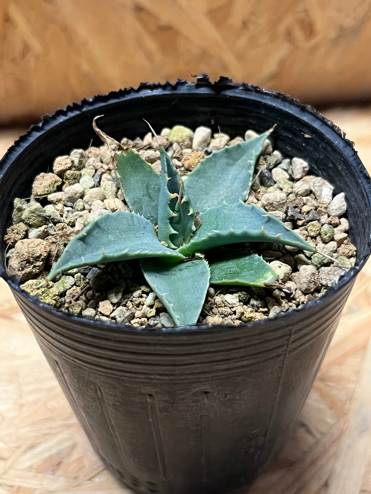 アガベ ユタエンシス エボリスピナ 実生 | GREEN LUCK