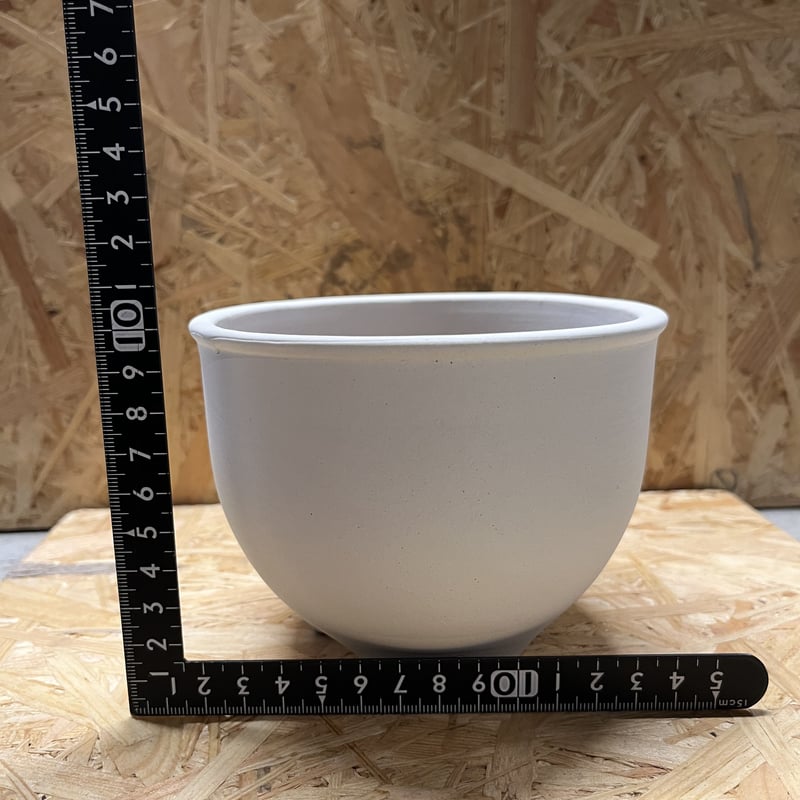 伝市鉢 コウロ型 サクラ草 白化粧 4号 | GREEN LUCK