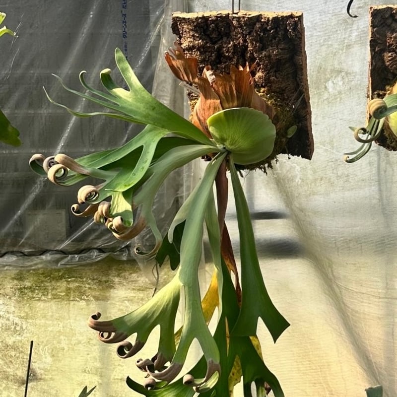 ビカクシダ　フーンシキ　板付 16498462 通販 きむら園 多肉植物 板付 特大！ フーンシキ ビカクシダ ビカクシダ