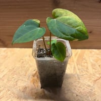 アンスリウム 'ダークフェニックス' 斑入り | GREEN LUCK