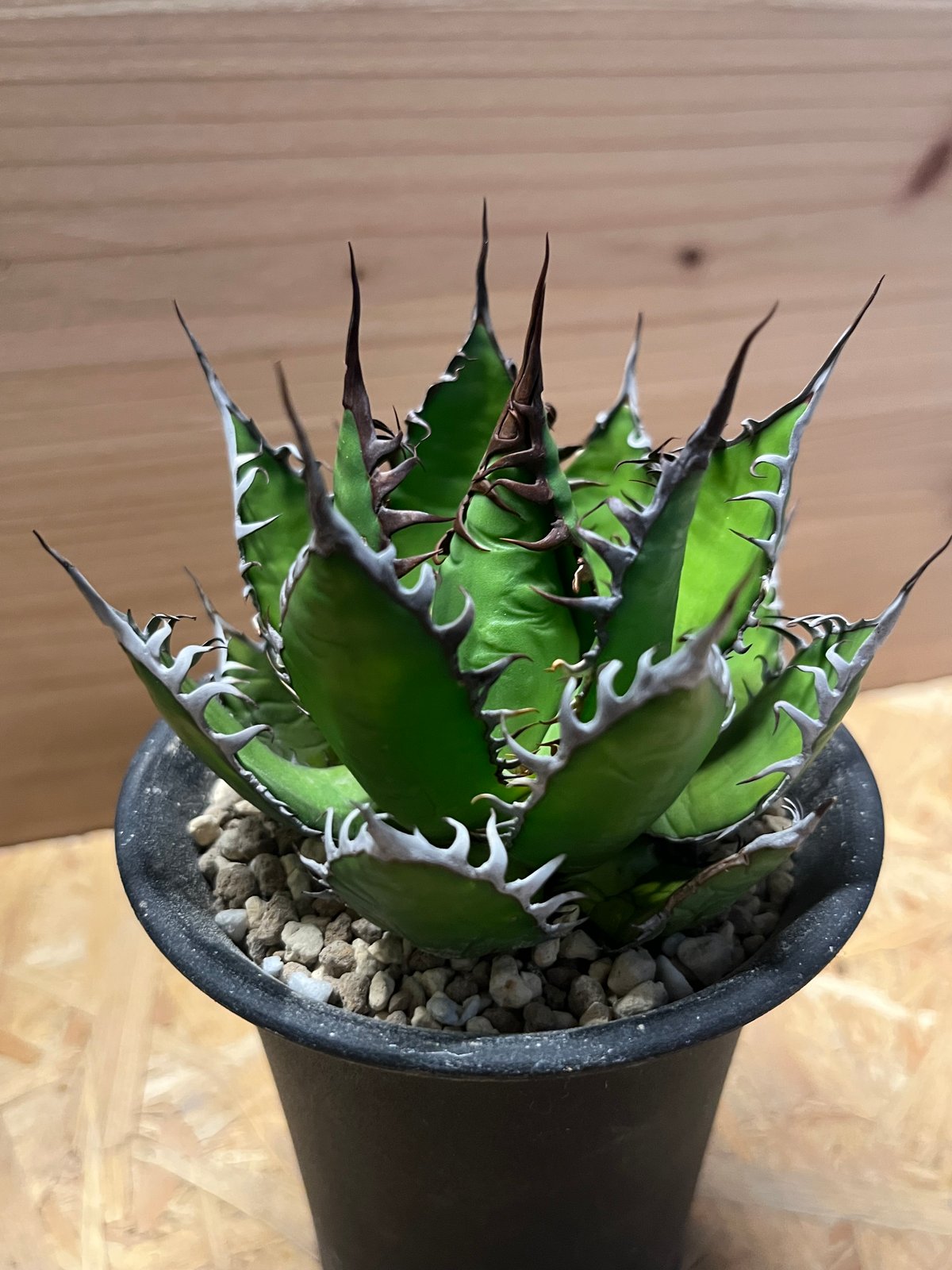 アガベ ホリダ 陽炎タイプ | GREEN LUCK