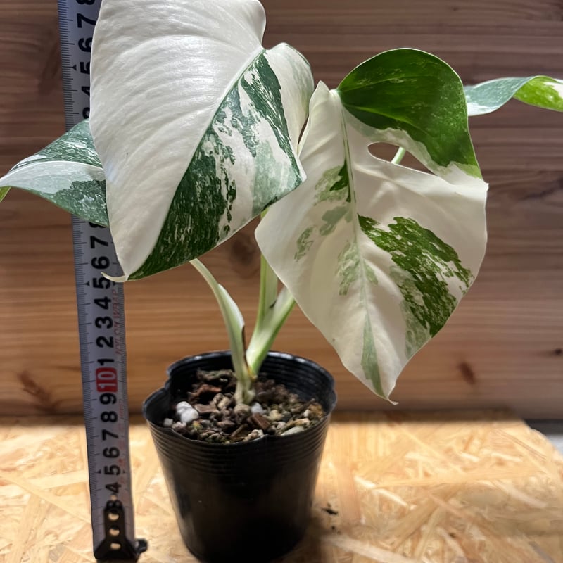 斑入りモンステラ ボルシギアナ バリエガータ 極斑タイプ | GREEN LUCK