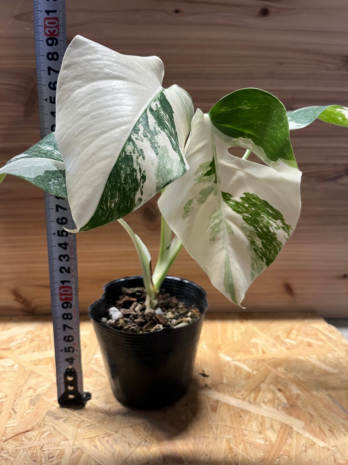 斑入りモンステラ ボルシギアナ バリエガータ 極斑タイプ | GREEN LUCK