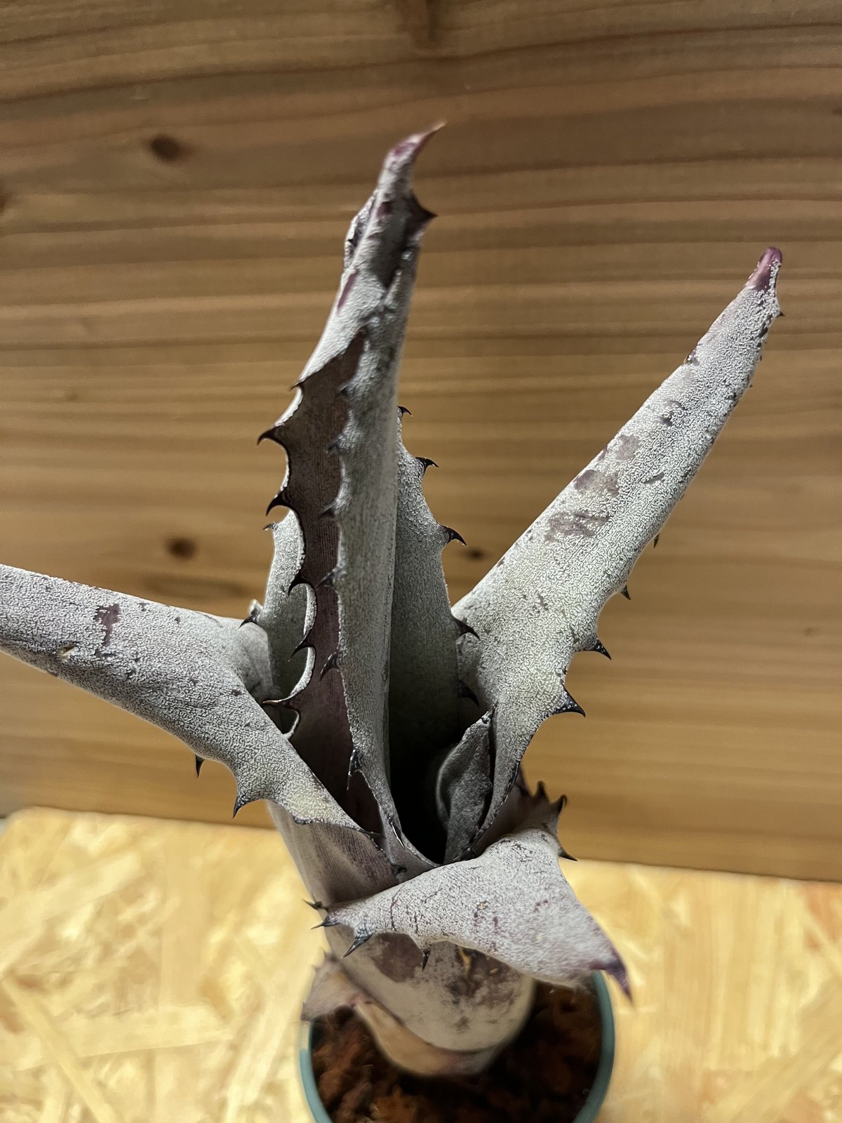 ホヘンベルギア sp. レメ#2203 最終価格 10月31日終了 ホヘンベルギア