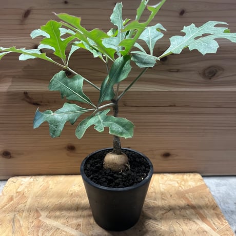 硬質ゼオライト 2L 小粒 多肉植物 根腐れ防止 塊根植物 アガベ 硬質ゼオライト 2L 小粒 多肉植物 根腐れ防止 塊根植物 アガベ