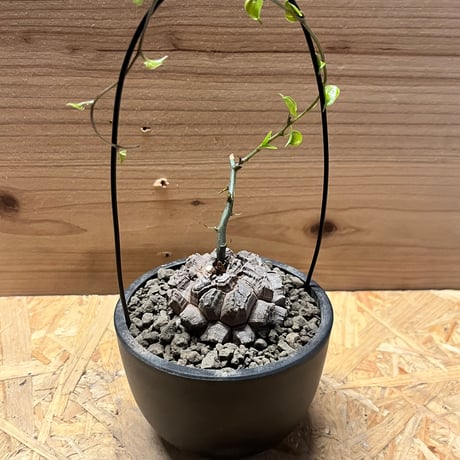 ディオスコレアエレファンティペス | STORES