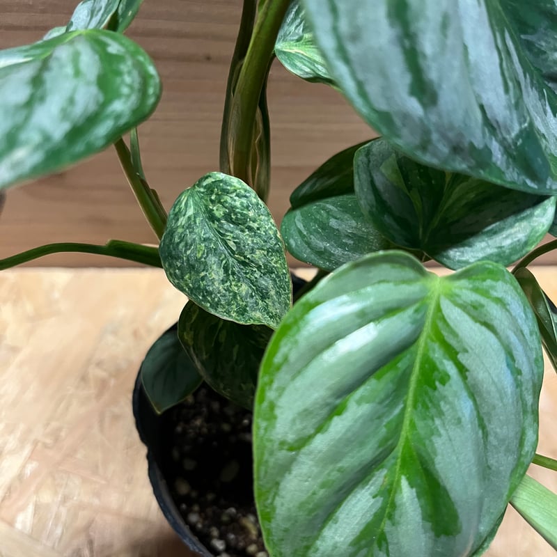 フィロデンドロン ソディロイ バリエガータ | GREEN LUCK