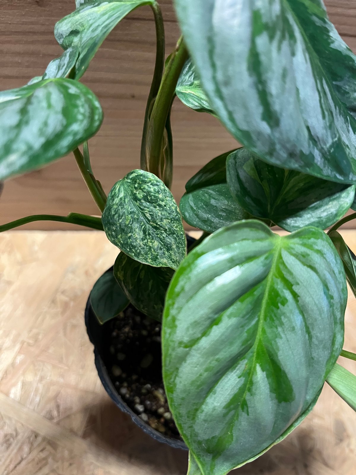 フィロデンドロン ソディロイ バリエガータ | GREEN LUCK