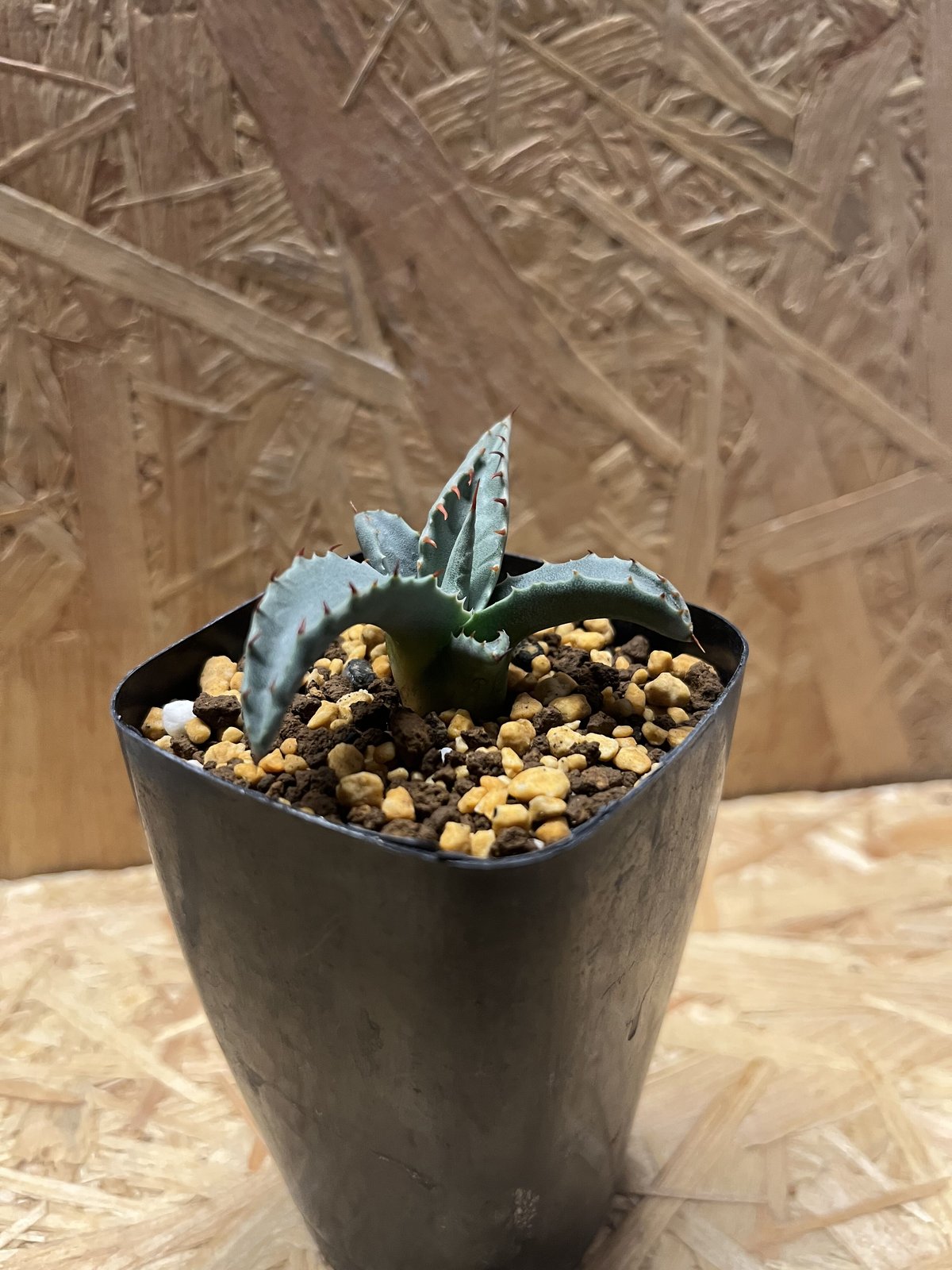 Yoneちゃん　希少）国内実生　アガベ　パリー　ネオメキシカーナ② アガベ パリー ネオメキシカーナ agave prryi ssp.neomexicana 1