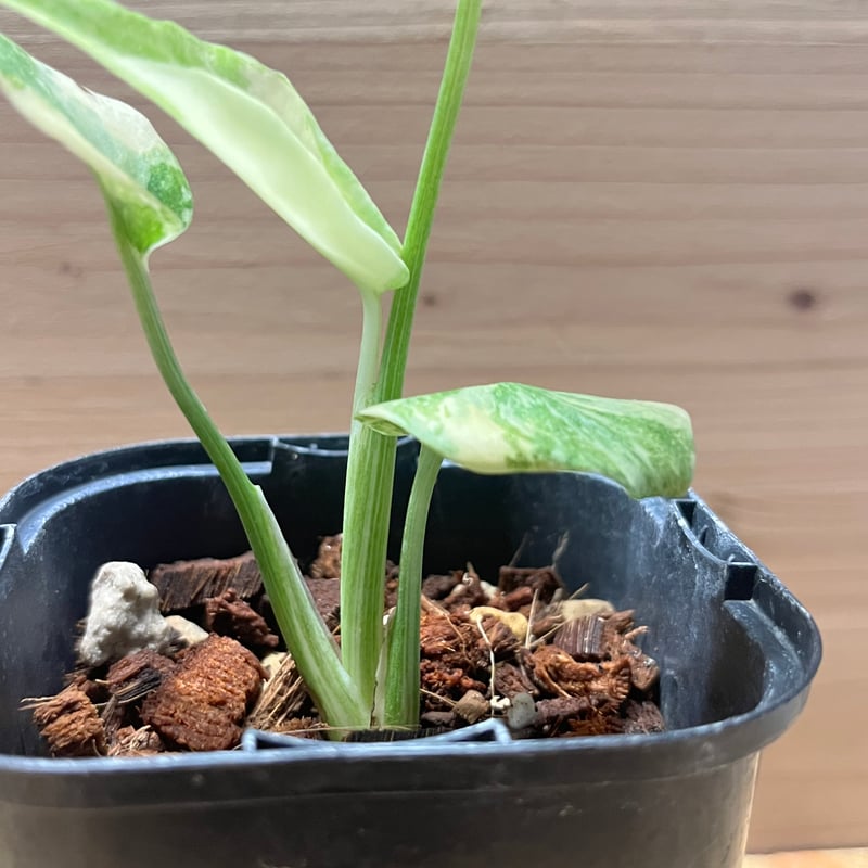 希少大株　斑入りモンステラ　デリシオーサ　グリーンスノー　9号鉢植え発送　葉5枚 希少大株斑入りモンステラデリシオーサグリーンスノー9号鉢植え