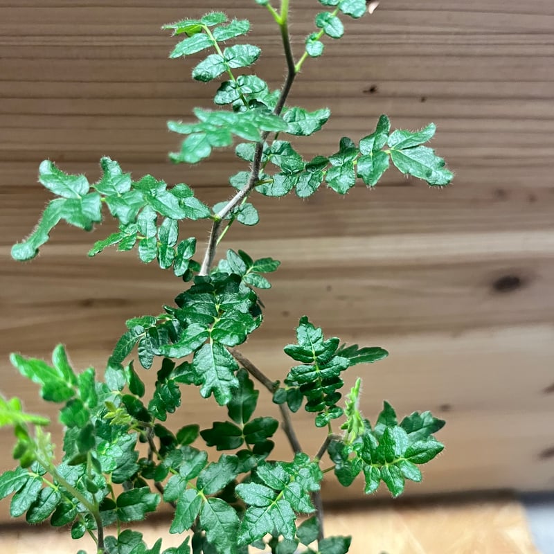 コミフォラ モンストローサ | GREEN LUCK