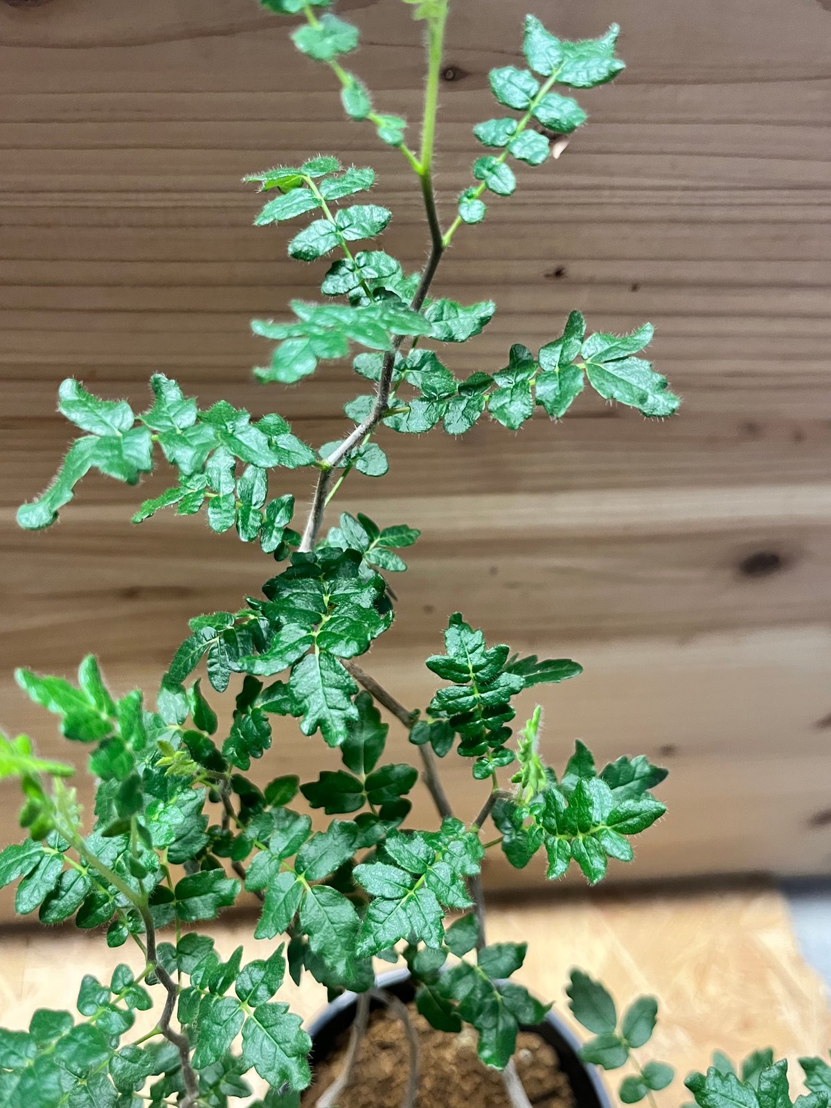 コミフォラ モンストローサ コミフォラ モンストローサ /Commiphora monstrosa 発根済 (幹幅