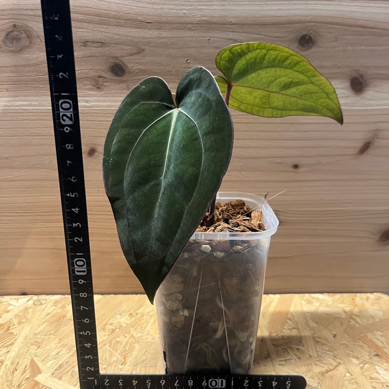 アンスリウム カーラブラッキー×レッドダークフェニックス | GREEN LUCK 