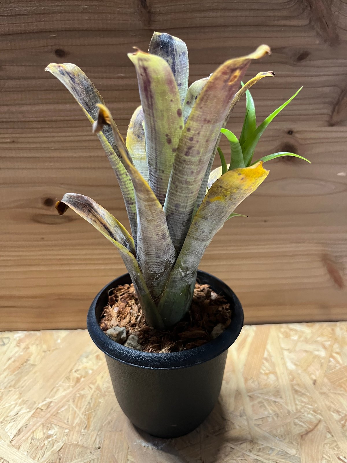 ネオレゲリア パウシフローラ ホワイトフォーム | GREEN LUCK