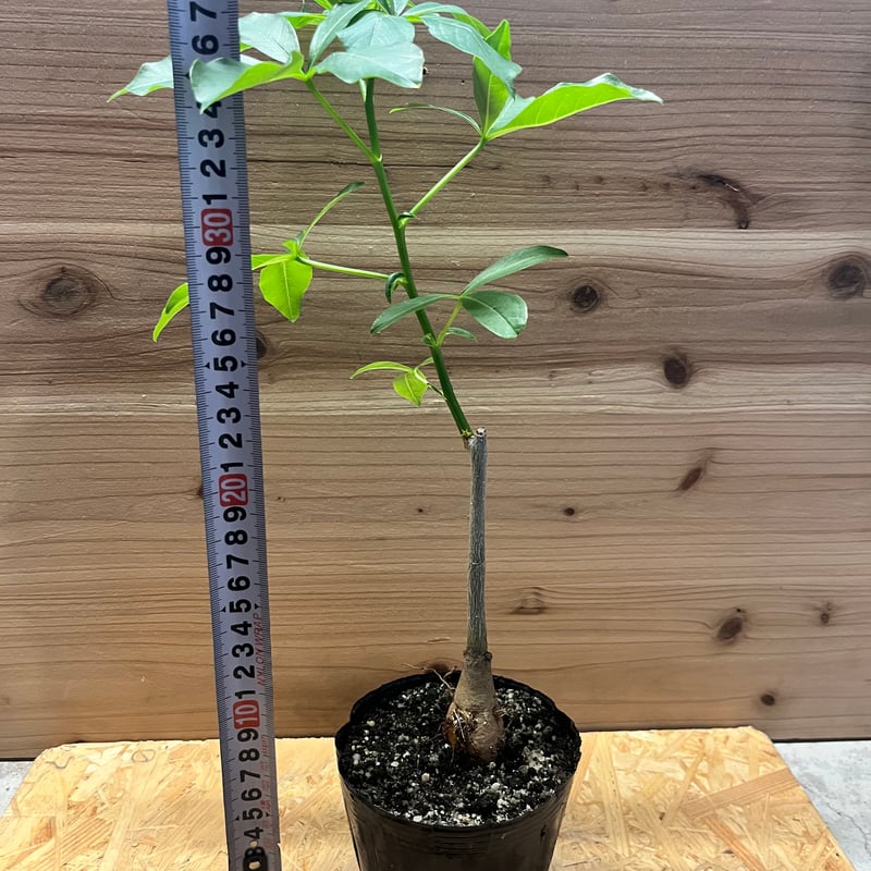 発根済み3年経過　バオバブ・アダンソニア 特大 バオバブ アダンソニア 変形タイプ / Baobab Adansonia［No