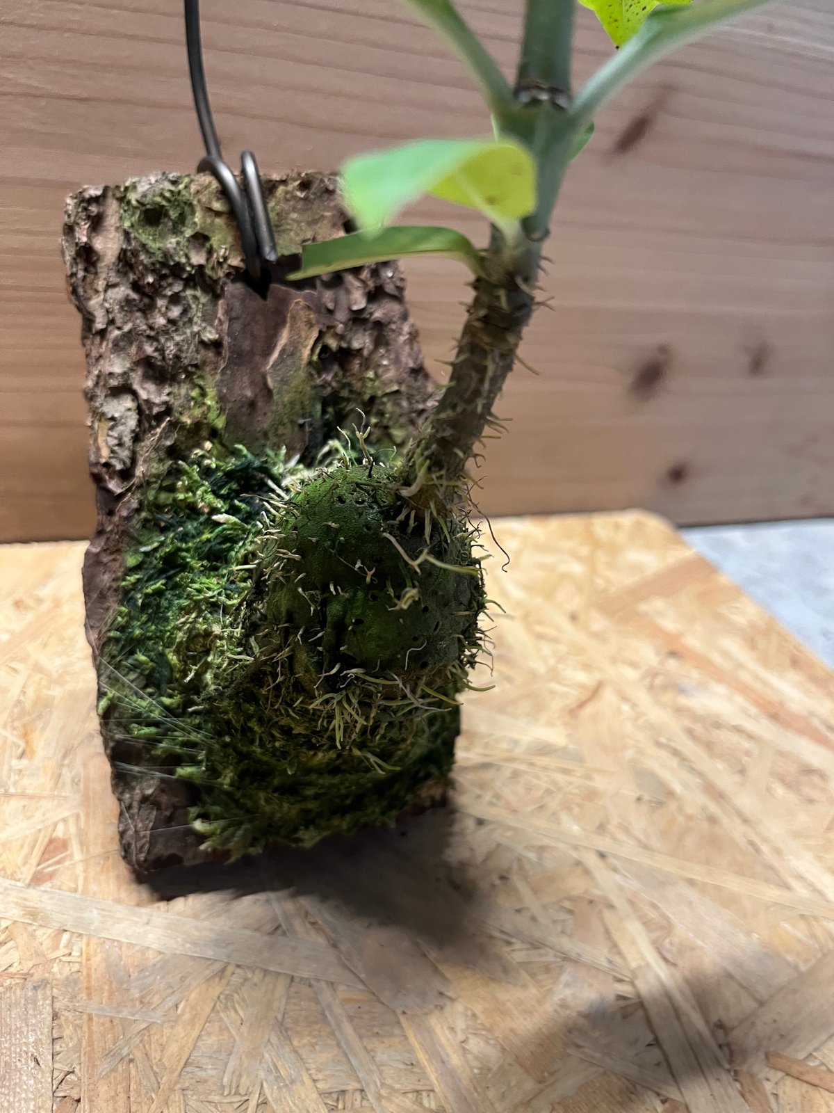 【極希少】アリ植物 アントルリザ・ブラクテオサ ノーマンビー島産 コルク仕立て Anthorrhiza bracteosa ' Normanby ' [ アントルリザ・ブラクテオサ