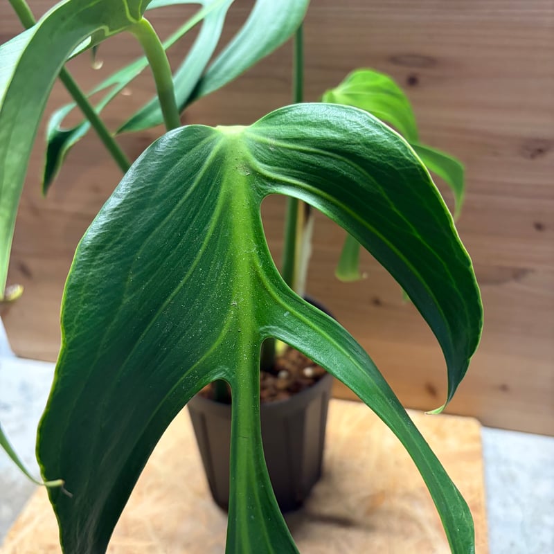 モンステラ 'バールマルクスフレーム' | GREEN LUCK