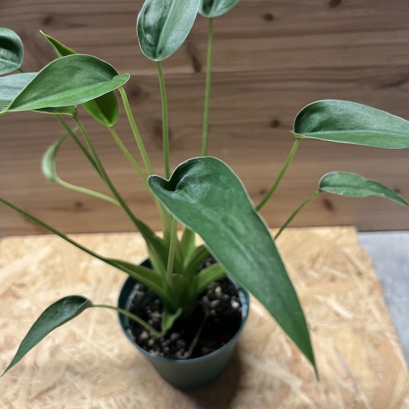 アロカシア　タイニーダンサー確認用 希少 アロカシア タイニーダンサー5号サイズ – orsow