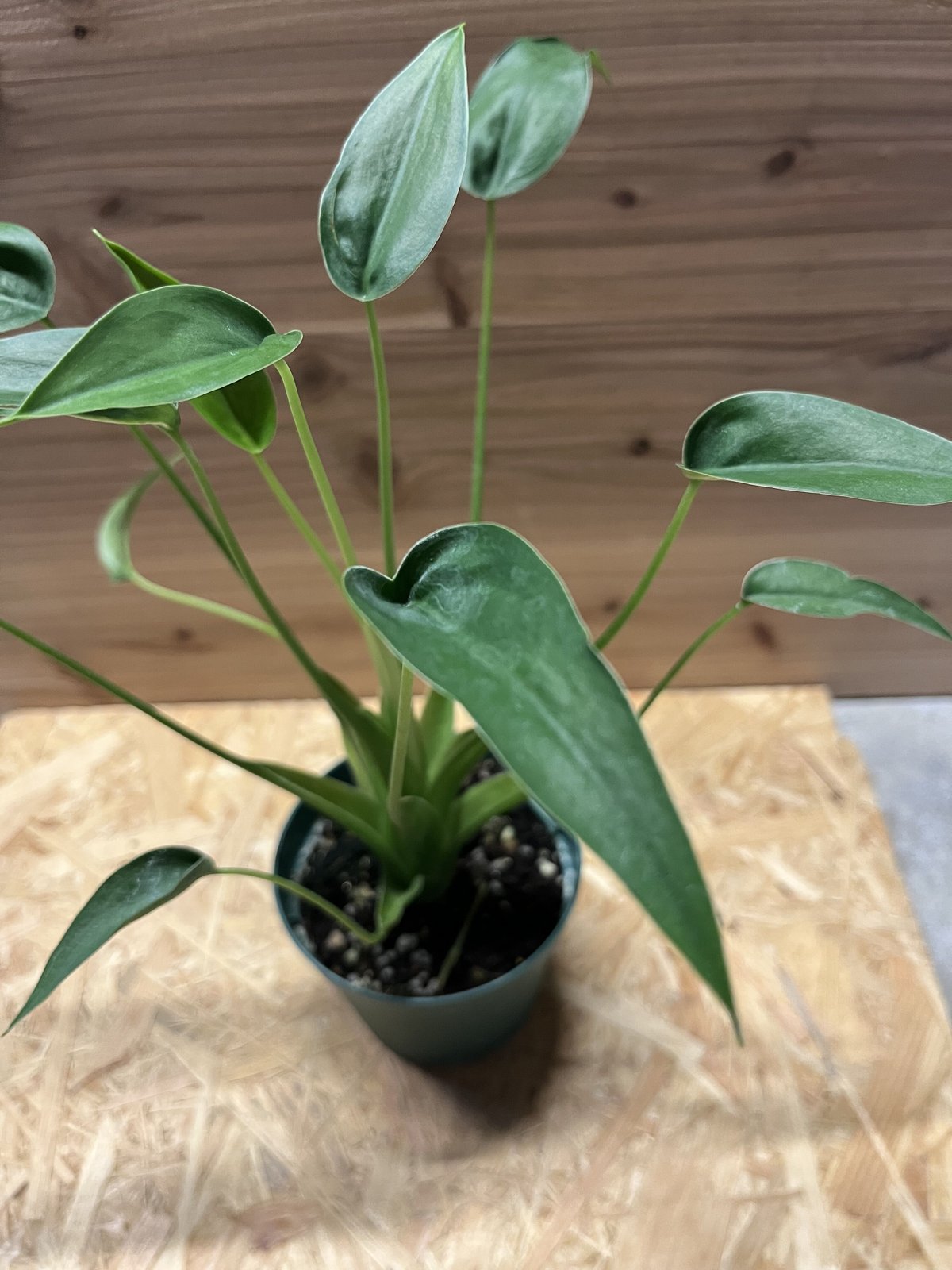 アロカシア　タイニーダンサー確認用 アロカシア タイニーダンサー | GREEN LUCK