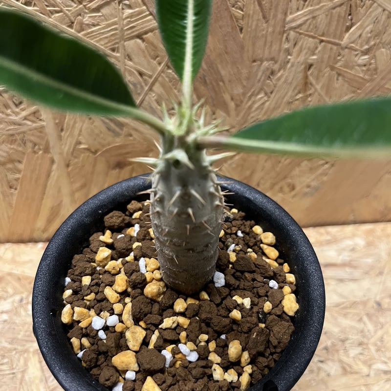 パキポディウム カクチペス | GREEN LUCK