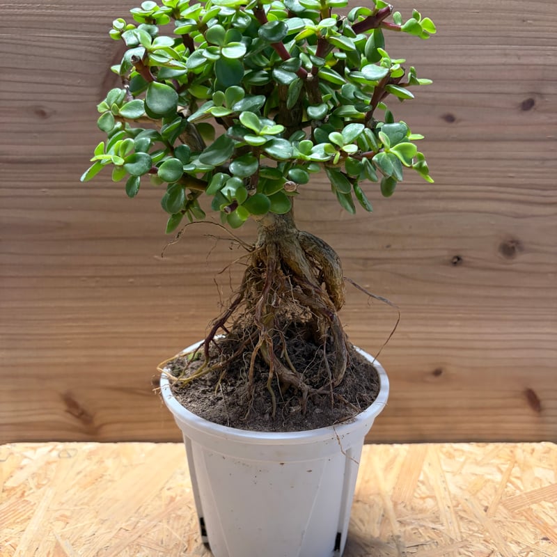 ポーチュラカリア アフラ | GREEN LUCK