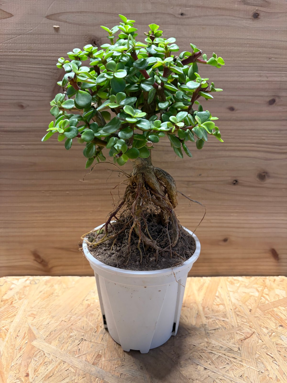 ポーチュラカリア アフラ | GREEN LUCK