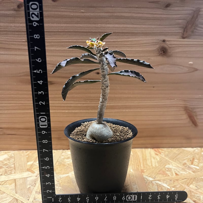 ユーフォルビア アンボボンベンシス | GREEN LUCK