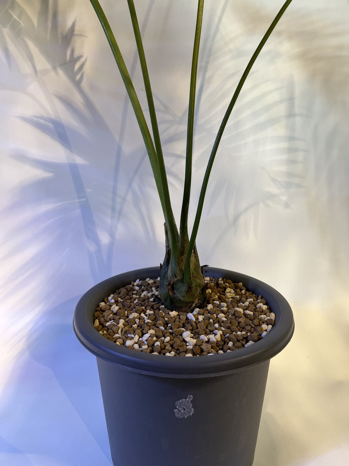 ディオーン スピヌロスム | GREEN LUCK