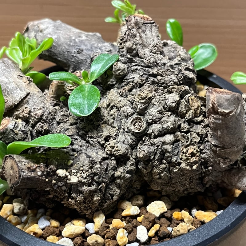 クサトベラ | GREEN LUCK