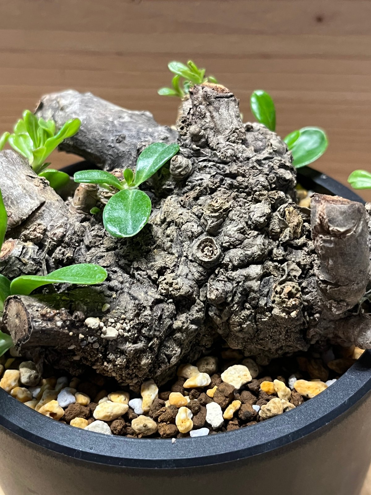 クサトベラ | GREEN LUCK