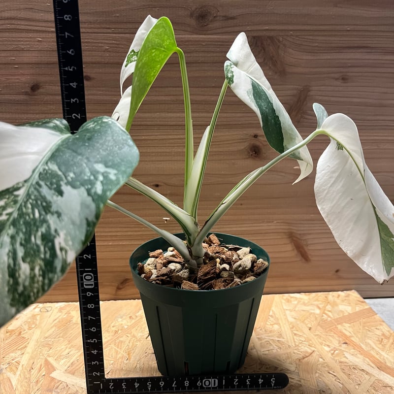 鉢ごと発送☆モンステラ ボルシギアナ ホワイトタイガー 斑入り