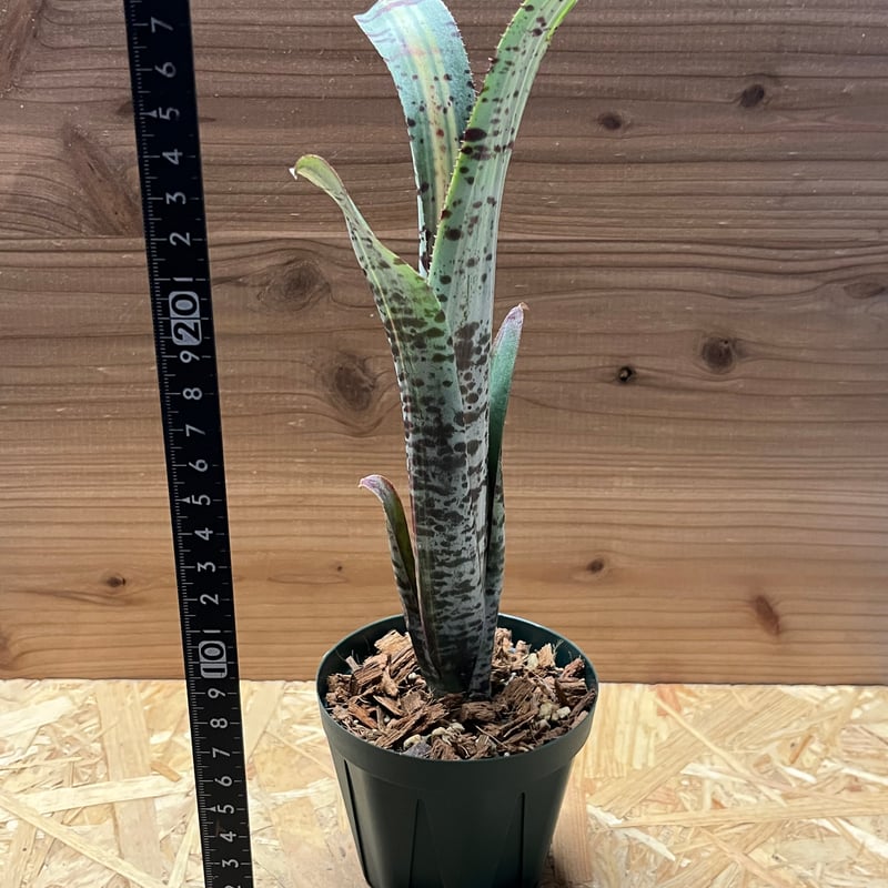 ケスネリア ラファエルオリベイラ | GREEN LUCK