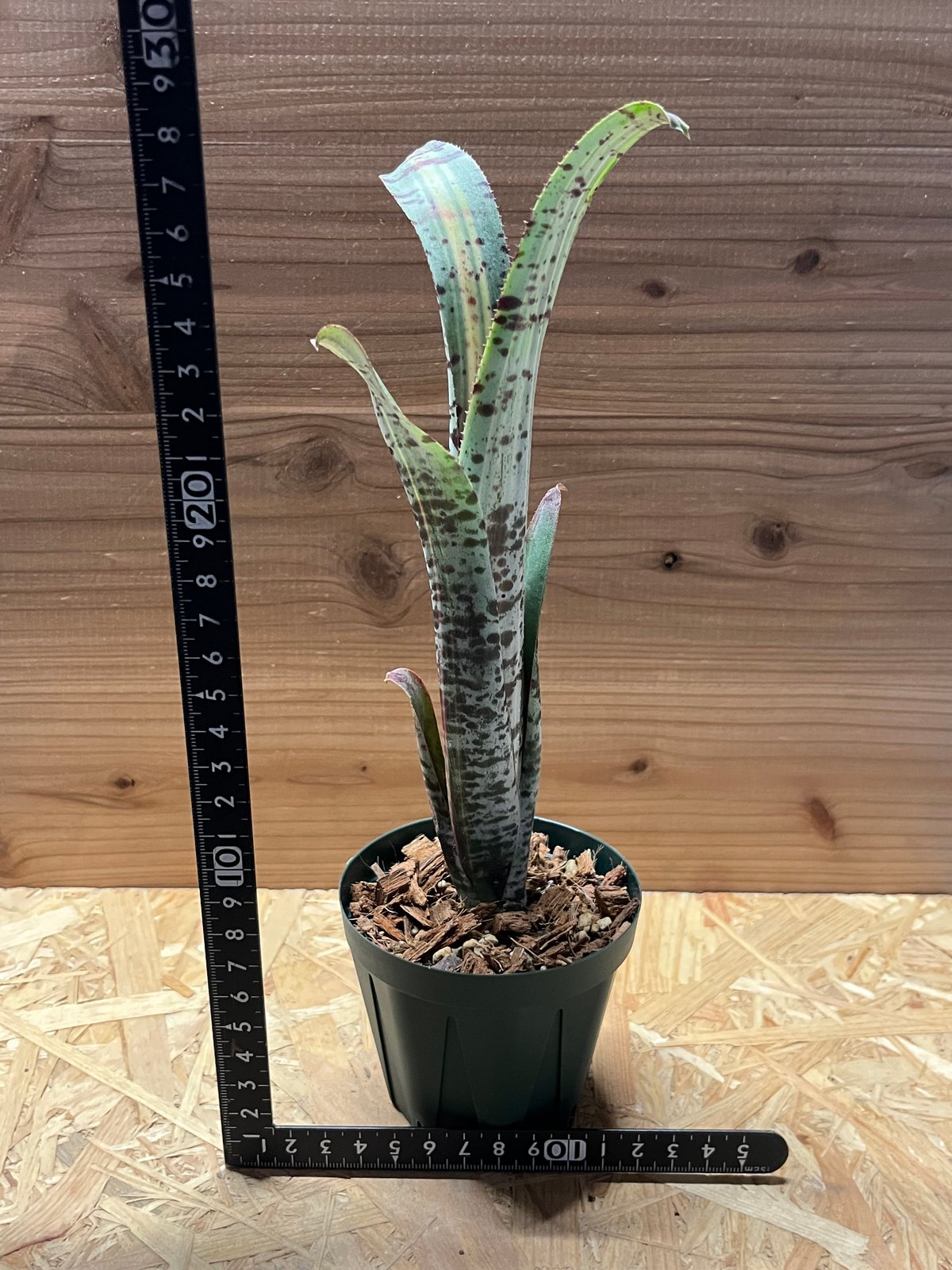 斑入り ケスネリア マルモラータ ラファエルオリヴェイラ ケスネリア