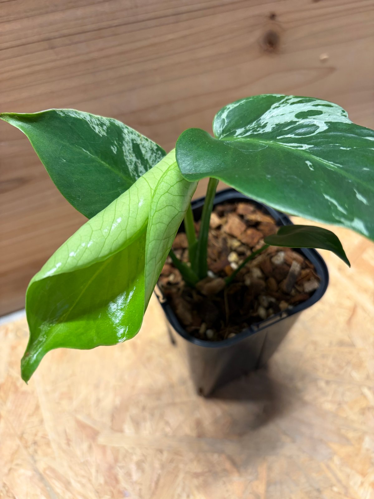 モンステラ デリシオーサ 'バルバソー' | GREEN LUCK