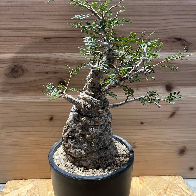 オペルクリカリア パキプス 発根済み | GREEN LUCK