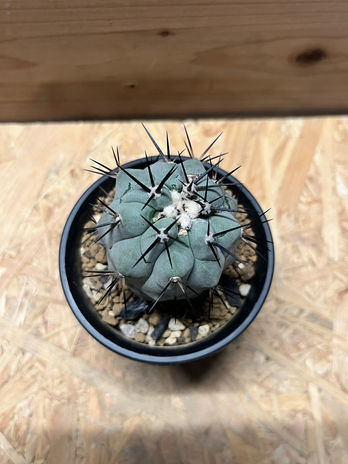 コピアポア シネレア 黒王丸 実生 | GREEN LUCK