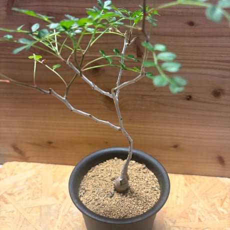 パキコルムス　ディスカラー　'象の木'