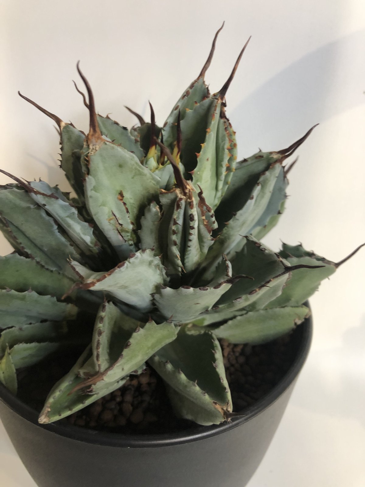 アガベ キュービック | GREEN LUCK