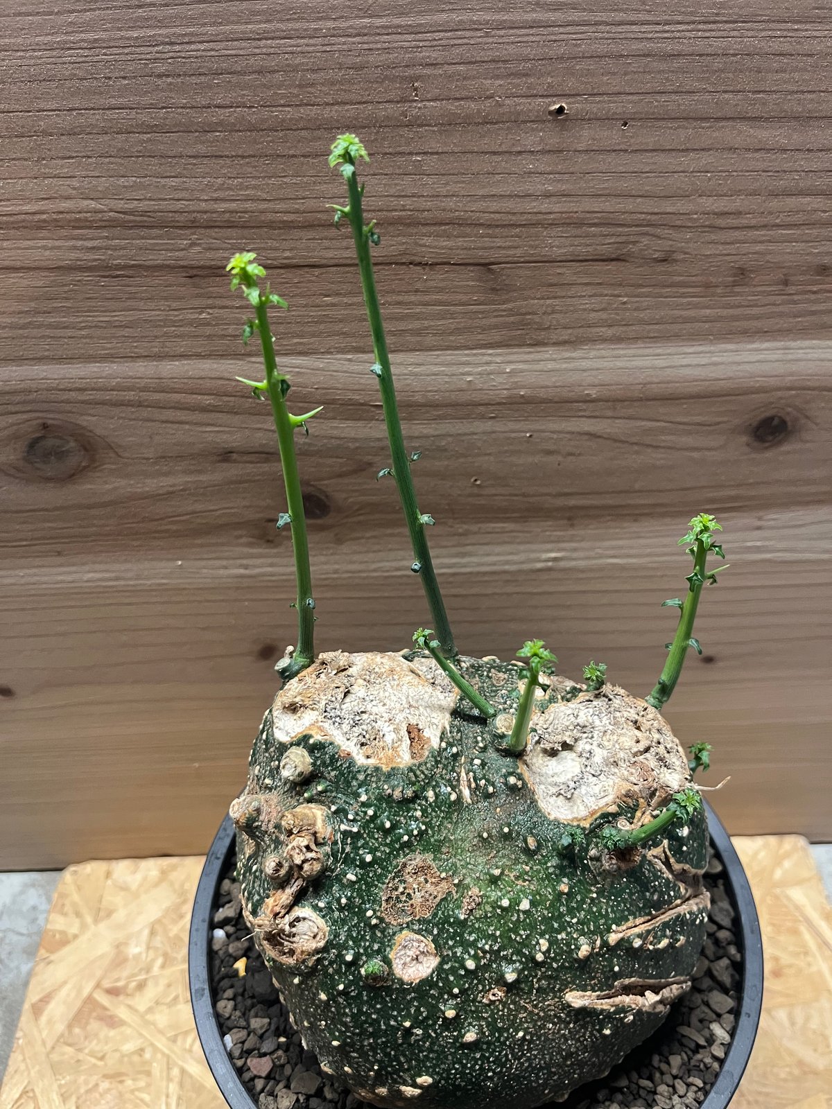 アデニア グロボーサ アデニア グロボーサ Adenia globosa | mana's farm:塊根植物