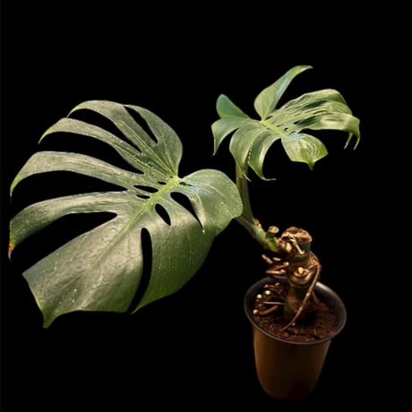 モンステラデリシオーサ | STORES