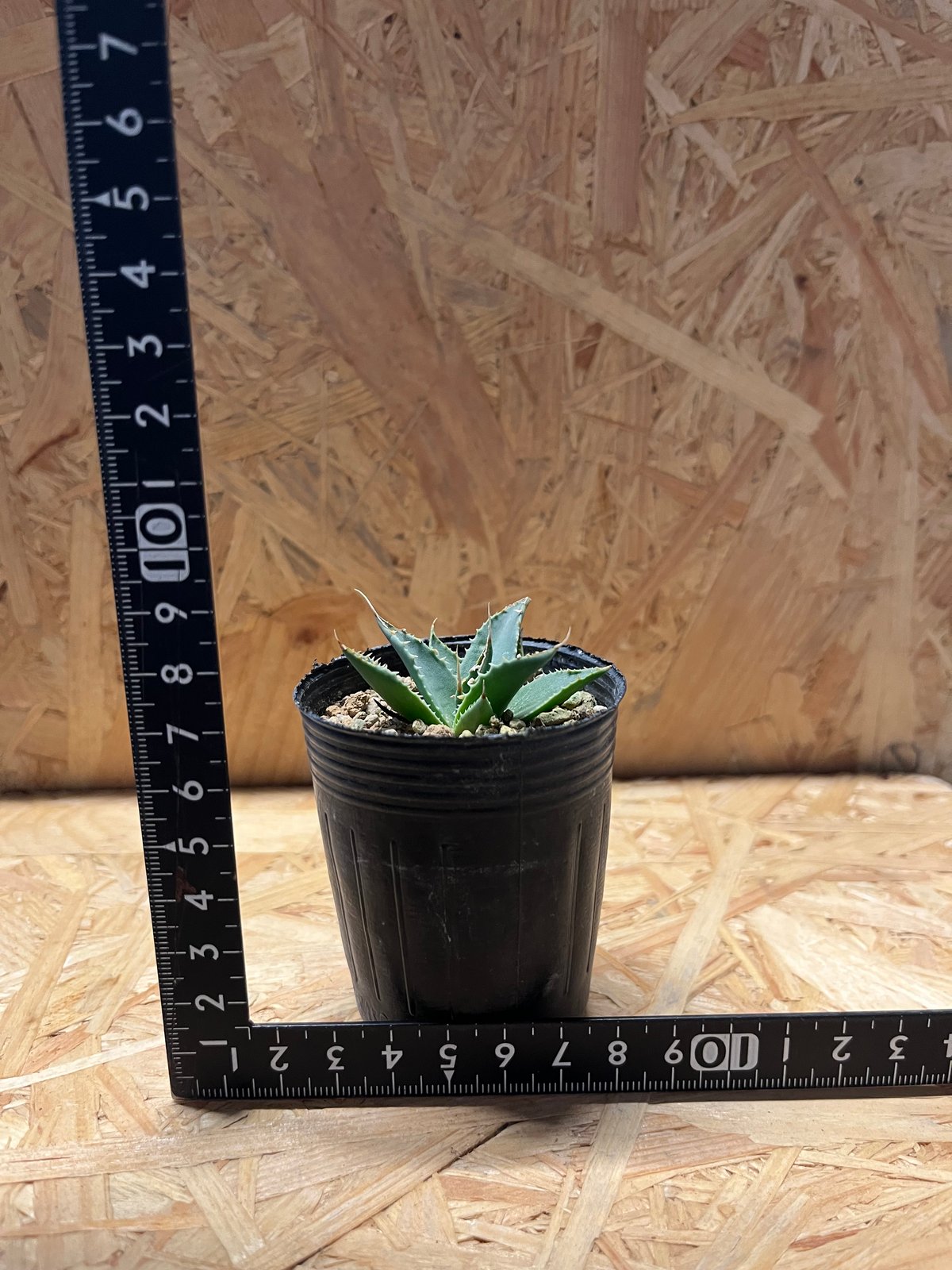 アガベ ユタエンシス エボリスピナ 実生 | GREEN LUCK