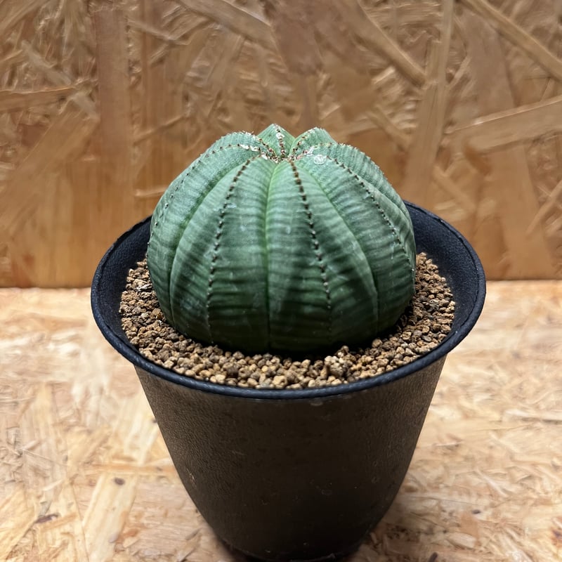 ユーフォルビア オベサ | GREEN LUCK