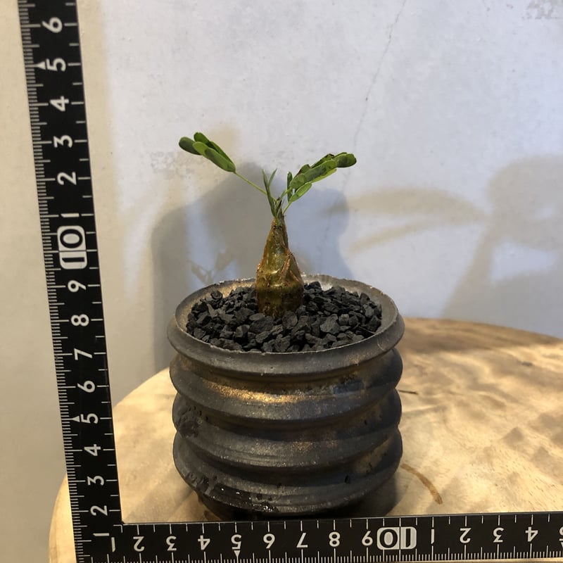 【注目！】センナ メリディオナリス 現品 園芸ネット本店｜センナ：メリディオナリス 3号23-03 の通販【公式】