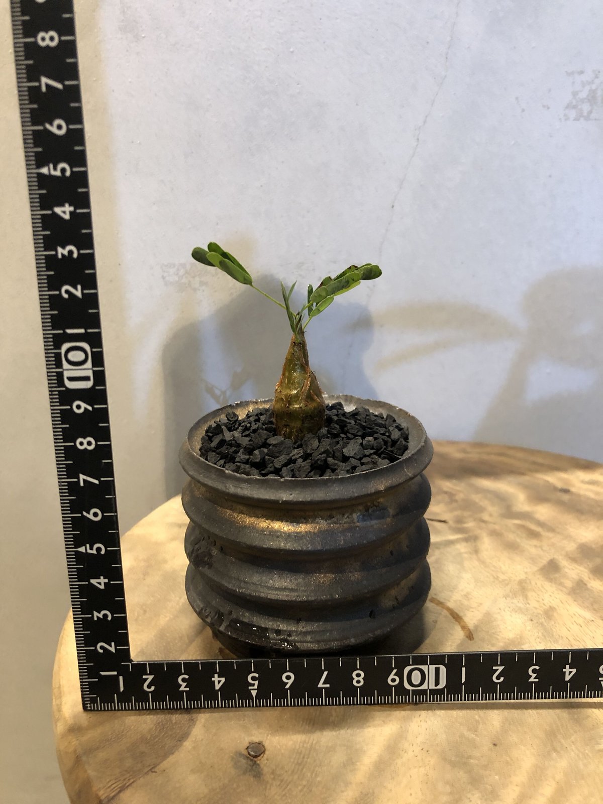 センナ メリディオナリス | GREEN LUCK