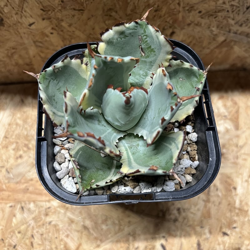 アガベ カブトガニ錦 連棘タイプ | GREEN LUCK