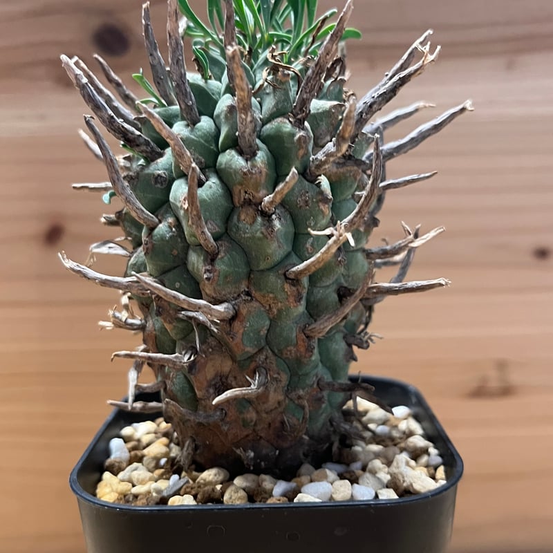 ユーフォルビア　闘牛角 Euphorbia Schoenlandii【ユーフォルビア・闘牛角】 | RIMO'S GREEN