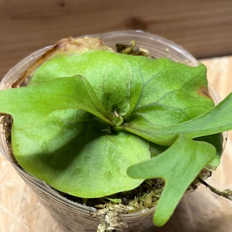 ビカクシダ リドレイ | GREEN LUCK