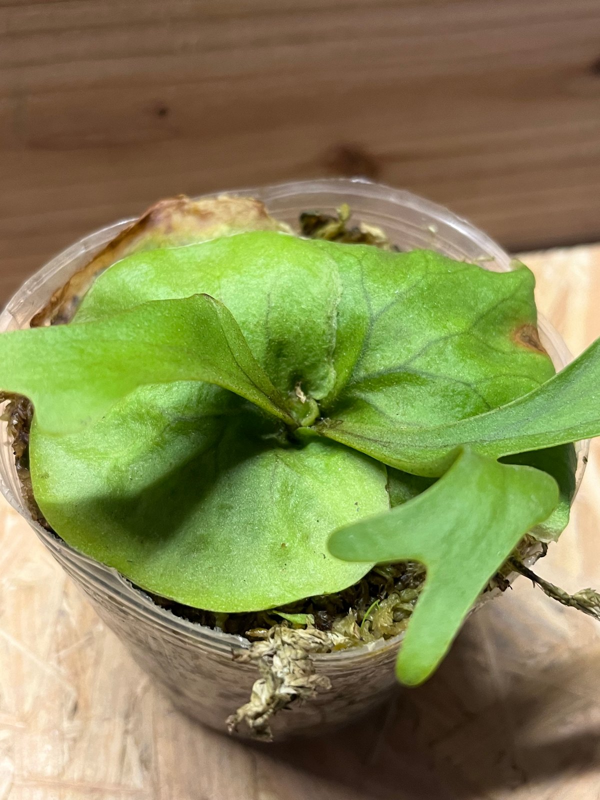 ビカクシダ リドレイ ビカクシダ リドレイ | GREEN LUCK